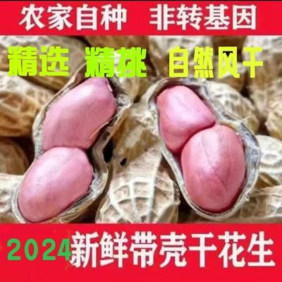 2024净重发货新鲜颗粒白沙花生晒干原味带壳农家榨油种子