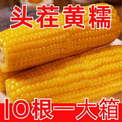 新店冲量】正宗东北黄糯玉米软糯香甜代餐粗粮整箱非转基因即食大