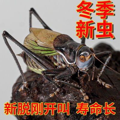 平谷铁皮蝈蝈鸣虫活虫好叫声响新脱包嫩份房直发活物大音量虫具蝈