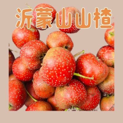 【现摘现发】2024沂蒙山新鲜山楂精品冰糖葫芦糖雪球专用生鲜包邮