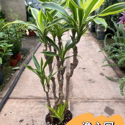 巴西美人铁老桩植物阳台室内摆放办公室盆栽客厅好养种植绿植花卉