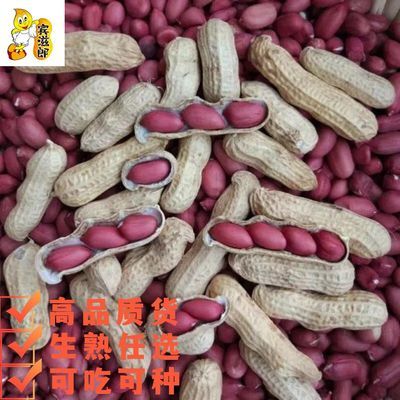25年新货【 生和熟多规格可选】红皮花生四粒红花生带壳红皮花生