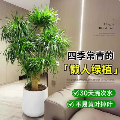 龙须树大型绿植盆栽多头龙血树龙铁树发财树室内客厅花卉植物盆景