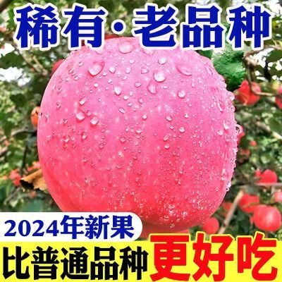 正宗头茬陕西红富士洛川苹果冰糖脆甜当季新鲜水果整箱包邮