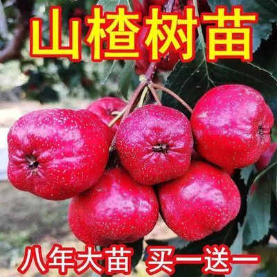 正宗山里红树苗甜红子金星山楂苗南北方种植当年结果盆栽地种果树