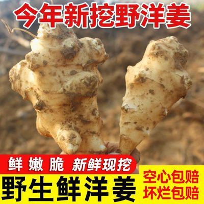 净重10斤洋姜新鲜现挖超值净重5斤箱子不算重量野生胰岛果新鲜