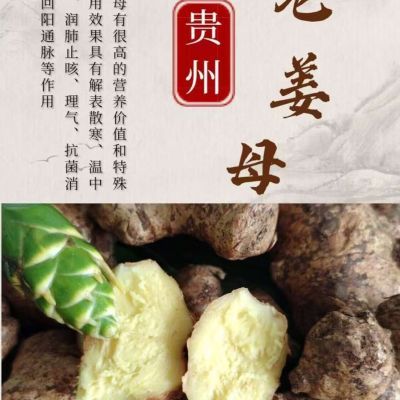 【老姜母/断碎姜】清仓佐料足疗泡脚煲汤小块黄姜生姜食用新鲜