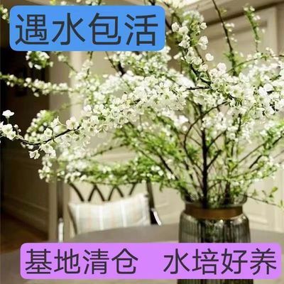 雪柳鲜枝干枝支盆栽水养插花水培植物室内花卉好养活绿植遇水开花