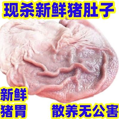 正宗新鲜肚子整只干净特厚猪胃散养养胃生猪冷冻肚子农家整箱批发