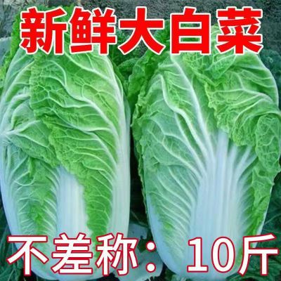 【冬季专用大白菜】新鲜大白菜黄心白菜冬储产地包心菜新鲜蔬菜