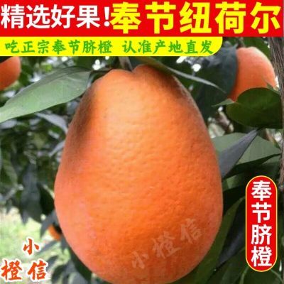 正宗重庆奉节脐橙纽荷尔当季橙子大果9斤新鲜孕妇水果整箱5斤直