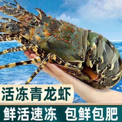 活冻小青龙鲜活龙虾新鲜冷冻波龙清水波士顿活的冰鲜青岛巨大大白