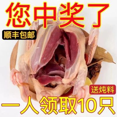 农户散养新鲜现杀鸽子批发乳鸽西装煲汤