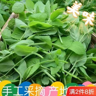 四川豌豆尖新鲜豌豆苗蔬菜火锅配料食材农家自种蔬菜批发新鲜蔬菜