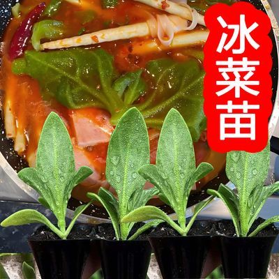 蔬菜贵族寿光水晶冰菜秧苗大叶水晶冰草种子多茬采收阳台盆栽四季