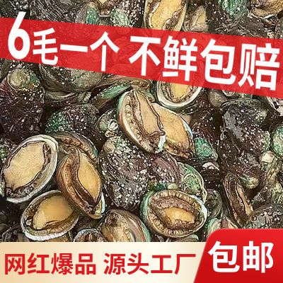 鲜活速冻网红迷你新鲜冷冻鲍鱼仔商用煲汤煲粥红烧火锅食材批发