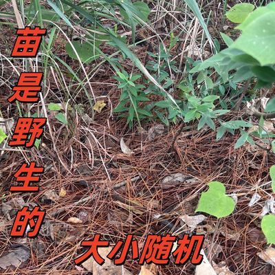 小苗野生了哥王地棉皮小苗大小随机送果子(能种)现挖现发中药材