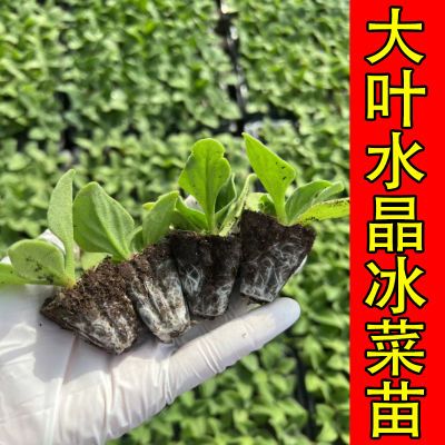 水晶冰菜秧苗大叶冰菜大苗春秋四季盆栽阳台高产冰草种苗