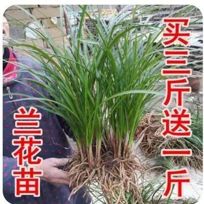 按斤卖秦岭蕙兰春兰带花苞浓香型兰花苗春兰精品株型健壮易活