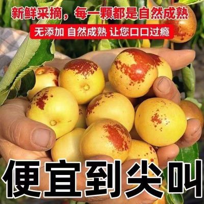 正宗现摘山东沾化陕西冬枣大荔新鲜脆甜脆水果孕妇大枣整箱批发