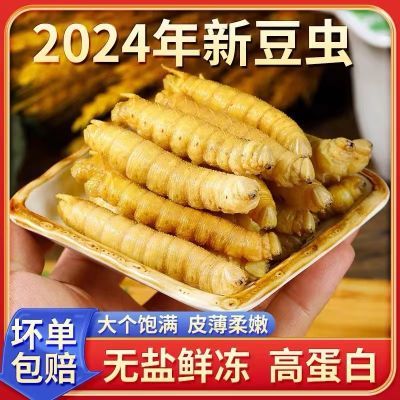 新鲜速冻豆虫豆丹冷冻豆虫青虫烧烤酒店油炸食材豆虫批发新货