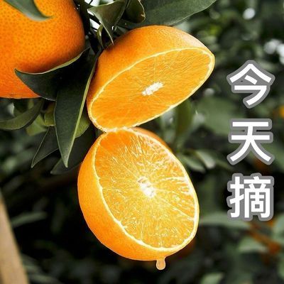 【果园直发】高山黄橙正宗甜橙新鲜多汁水果现摘橙子薄皮整箱脐橙