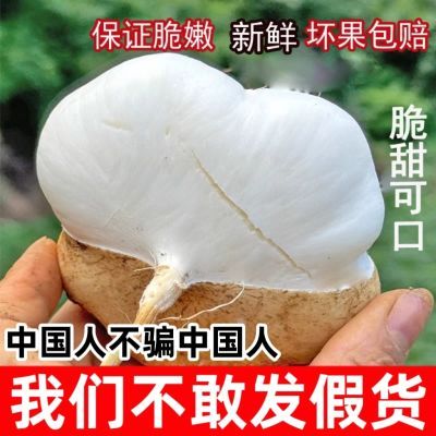 新鲜凉薯地萝卜孕妇蔬菜板栗红薯土瓜大果应季水果当季地瓜火锅