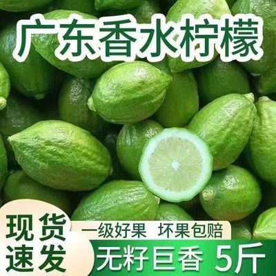 正宗广东香水柠檬精选果新鲜采摘鲜果奶茶店手打柠檬专用无籽青皮