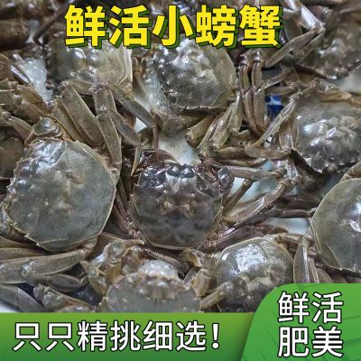 精选现货大闸蟹鲜活小螃蟹0.3-1两河蟹香辣蟹醉蟹毛蟹包邮批