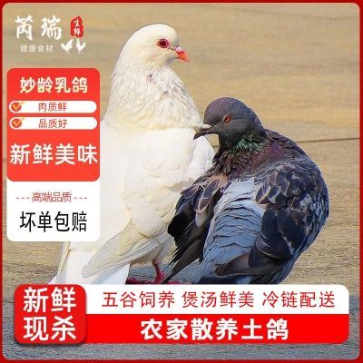 芮瑞乳鸽正宗农家散养乳鸽土鸽新鲜现杀鸽子肉煲汤新鲜营养