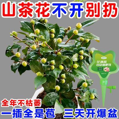 【专治不开花】山茶花专用肥催花苞促花防黄叶落叶焦尖黑斑掉花苞