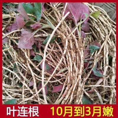 新鲜现挖鱼腥草农家耳根贵州折耳根新鲜节节野生蔬菜凉拌野菜不洗