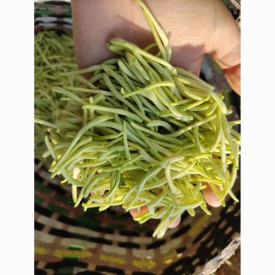 带绒正宗头茬极品金银花正品山东手选金银花清热散装纯天然干袋装