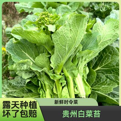 贵州本地新鲜白菜苔时令蔬菜叶子菜农家自种白菜薹白菜心