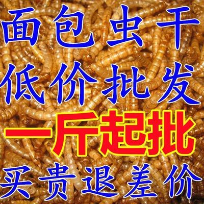 洛阳专用面包虫黄粉虫烘干面包虫干仓鼠龙鱼鸟类饲料一斤包邮