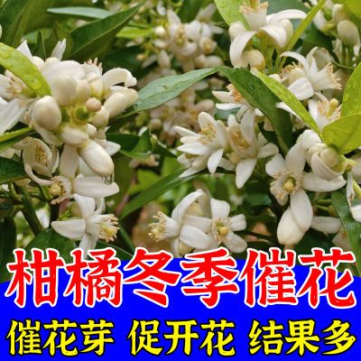 柑橘催花剂促进花芽分化柑橘座果灵柑桔强力授粉保花保果防落果素