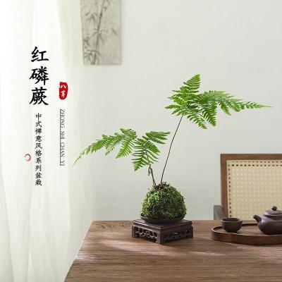 ڲާֲһҶާСֲ̨ڳ̹Ҷ辰20.8Ԫ