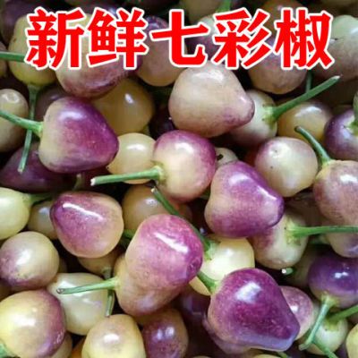 四季新鲜七彩椒五彩椒新鲜采摘发货夏季开胃菜