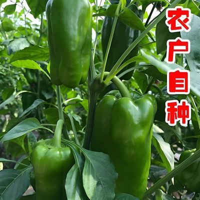 山东圆椒新鲜青椒菜椒不辣灯笼椒甜椒蔬菜大圆太空柿子椒辣椒