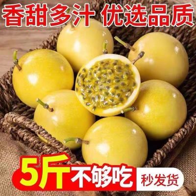 【果园直发】广西黄皮老人9号纯甜亲蜜整箱新鲜3斤特大果海南批发