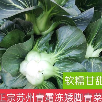 矮脚苏州青 新鲜青菜苏北露天霜冻青菜苏州青上海青无农药软糯甜