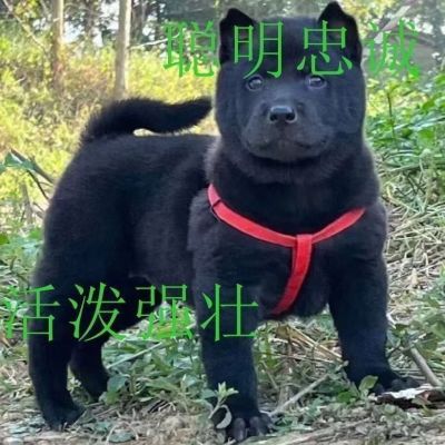 黑色犬幼犬黑狗虎头赶山犬田园中华狗狗纯黑无杂毛看家护院土狗