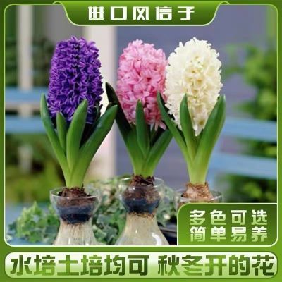 风信子种球四季耐寒易活花卉盆栽水培植物套装室内绿植郁金香种球