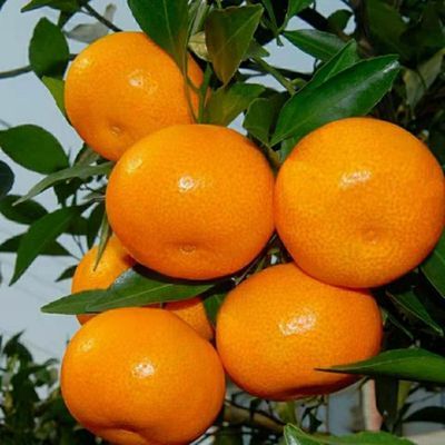 正宗石门蜜橘无籽蜜桔薄皮橘子桔子新鲜整箱当季水果现摘柑橘直发