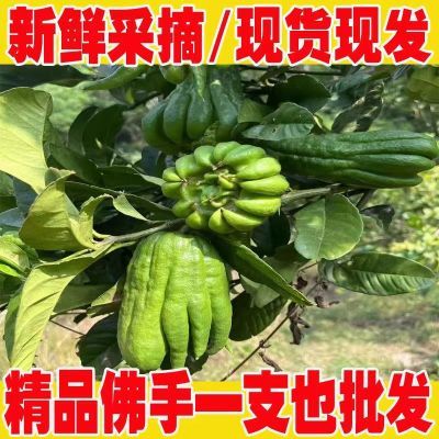 传统佛手柑现摘新鲜茶饮佛手柑果水培佛手供佛清供观赏鲜果食用