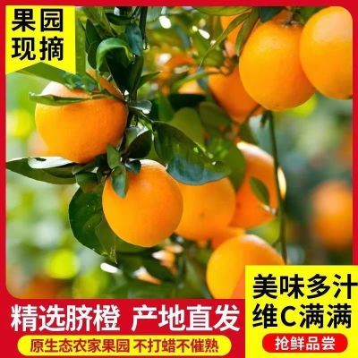 新鲜现摘江西赣南脐橙应季水果超大果江西橙子5斤10斤榨汁批发