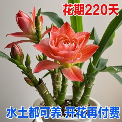 新品推荐】幸运竹盆栽水培植物花卉室内转运客厅绿植办公室招财养