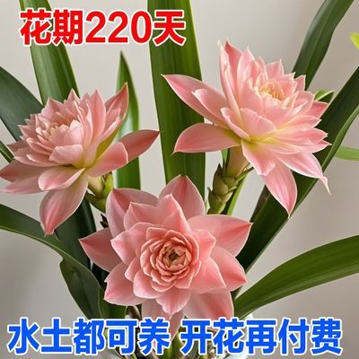 爆款年销花】幸运竹盆栽水培植物花卉室内转运客厅绿植办公室招财