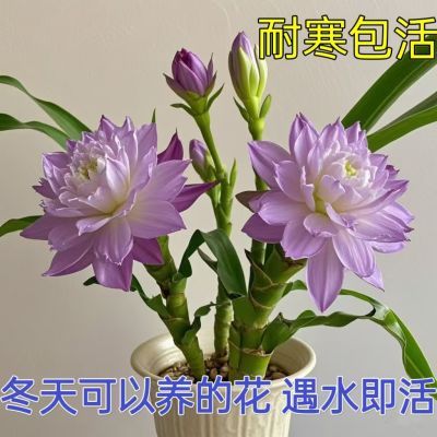 新品清仓】水土养幸运竹浓香型重瓣大花盆栽耐寒绿植花卉大全好养