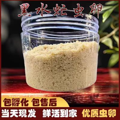 黑水虻虫卵10克起发,高蛋白虫卵,全程提供养殖技术  包售后